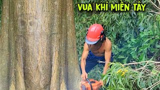 Lần Đầu Vua Khỉ Gặp Cây Tràm Nhánh Mọc Kì Dị Thế Này Và Cách Cưa Lấy Gỗ. Sawing giant Melaleuca tree