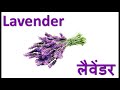 flowers name in english and hindi with animated images फूलों के नाम हिंदी और इंग्लिश में