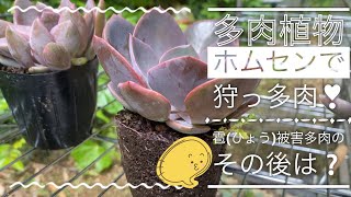 【多肉植物】ホームセンターで狩った多肉5品❣️そして雹の被害にあった多肉、長雨にやられる😭‼️