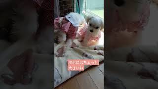 【子犬4ヶ月のポポ】着せ替え楽しんでる飼い主XSサイズはポポとラテしか着れない😨　#マルチーズ　#マルチーズのポポ　#マルポメのラテ　#着せ替え　#お洋服　#子犬の成長記録 　#子犬　#幼犬