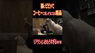 【猫カフェ】猫にビビりすぎな粗品ｗ危うくコーヒーまでこぼしかけるｗｗ