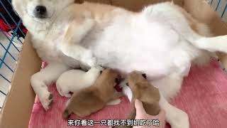 刚出生的3只小柴犬，狗妈四仰八叉的躺着喂奶，一脸享受的样子！