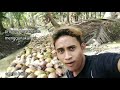 Aktifitas Pemanenan buah kelapa, lokasi jawai