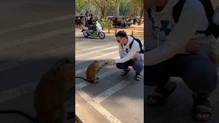 吴哥窟的猴子，刚刚夸完它乖，结果就把我一袋子香蕉全抢走了！我老公自动反射还想抢回来，结果它龇牙咧嘴😂算了，就不要了。小猴子们都还是蛮乖的，没有抢👍路边就有卖香蕉的，买一大把香蕉价格是一美金～