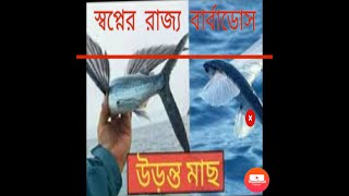 উড়ন্ত মাছের দেশ বার্বাডোস