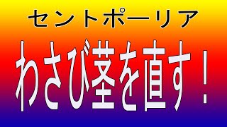 セントポーリア：”わさび茎”になった！