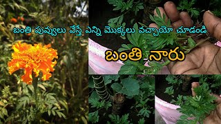 బంతి పువ్వు వేస్తే ఎన్ని మొక్కలు వచ్చాయో చూడండి Marigold plants బంతి మొక్కలు కుండీలో పెట్టాను#garden