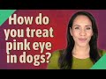 How do you treat pink eye in dogs?