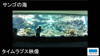 サンゴの海　タイムラプス映像