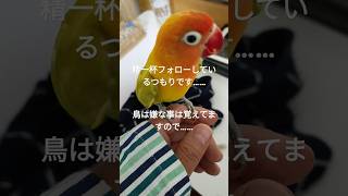 爪切りの時は一番臆病になるボタンインコにフォローしてみた