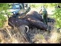 Elephant Rescue!