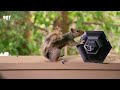 Cat TV for Cats to Watch 😺 Birds Squirrels Chipmunks Ducks Under the Tree 🐿 1 Hours 4K HDR