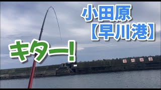 NO.71 小田原【早川港】開始早々に！まさかここでこの魚が？ 2023年5月下旬