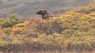 DDW SCI #1 Archery Brown Bear