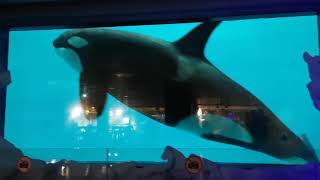 Orca whale in Moskvarium , Moscow