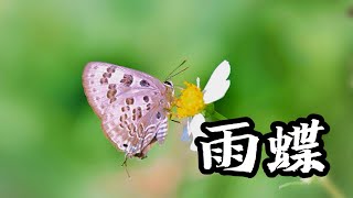 《雨蝶》 李翊君