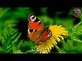 Butterfly Bliss:Top 10 Most Beautiful🦋 Butterflies in the World 🌍 || A Colorful Journey