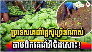 ប្រទេសគេដាំផ្លែស៊ូច្រើនណាស់ តាមពិតគេដាំអីចឹងសោះ! | កម្មវិធិកសិកម្ម