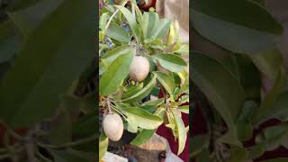 చెట్టు మొత్తం sapota fruits 😍😍| ఎంత బాగా వచ్చాయో #shorts