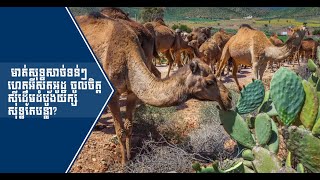 ហេតុផលទាំងនេះ ដែលសត្វអូដ្ឋ អាចស៊ីដំបងយក្សសុទ្ធតែបន្លាដោយគ្មាបញ្ហា