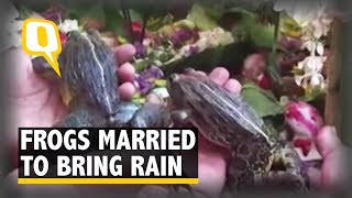 Two Frogs Wed in Elaborate Ceremony to Appease Rain God