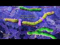 Organelles of a human cell (2014) by Drew Berry and Etsuko Uno wehi.tv