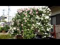 【庭の花木】（バラ）パーゴラ東側。（2020 05 15）