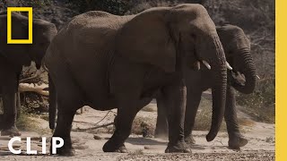 Witnessing the Great Desert Elephants | Secrets of the Elephants