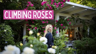 🌸 The Climbing Roses I Trust – My Favorites That Never Let Me Down