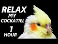 relax your cockatiel calming music for cockatiels