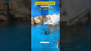 意外的“驚喜”：企鵝🐧跳水時的滑稽一幕 Penguin funny video #funny #cute #funnyvideo #penguin