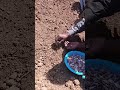 planting garlic