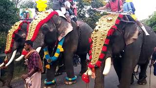 Thrithala fest 🐘🐘തൃത്താല നേർvk kadv ച്ച