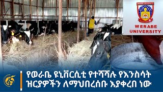 የወራቤ ዩኒቨርሲቲ የተሻሻሉ የእንስሳት ዝርያዎችን ለማህበረሰቡ እያቀረበ ነው