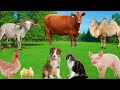 Familiar Animal Interests - Dogs, Cows, Pigs, Cats, Chickens - Animal Adventure