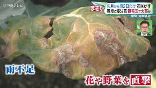 【 乾燥に要注意】12月から雨２日だけ 花咲かず 愛知・南知多町