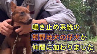 鳴き止め系の熊野地犬の猟犬の仔犬が新しく仲間になりました。