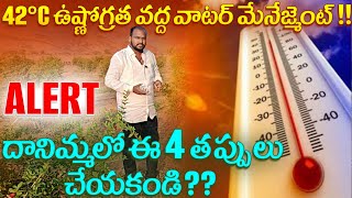 Alert!?దానిమ్మలో ఈ 4 తప్పులు చేయకండి?? 42°C ఉష్ణోగ్రత వద్ద వాటర్ మేనేజ్మెంట్ ! #pomogranate #farming