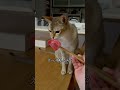 念願のマグロを食べた猫【中トロ】 shorts cats