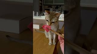 念願のマグロを食べた猫【中トロ】 #shorts #cats