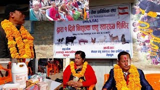 म्याङलुङ नगरपालिका वडा नम्वर १ मा पशु स्वास्थ्य शिविर\\\\ ttm online tv