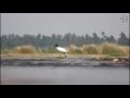 black headed ibis bird fhd wildlife