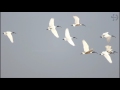 black headed ibis bird fhd wildlife