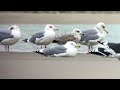 goéland pontic caspian gull larus cachinnians tardinghen décembre 2023