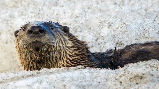 A Happy Otter in Jasper Alberta's Rockies