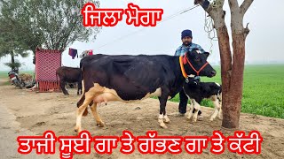 75288,99646 ,ਗੱਭਣ ਗਾ ਤੇ ਸੂਈ ਗਾ  ਵਿਕਾਊ ਜਿਲਾ ਬਰਨਾਲਾ #cow #🐄👈👌🙏🙏🙏🐃