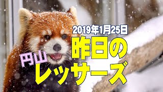 昨日の円山レッサーズ〜2019年1月25日〜 yesterday's red pandas