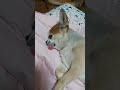 犬　 チワワ 👅　 舌出過ぎ♥️ short