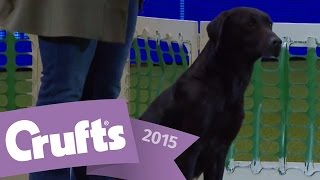 Gundog Display - Adrian and Caroline Slater | Crufts 2015