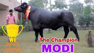 👍 Champion Murrah Bull   Modi    Lakshmi Dairy Farm